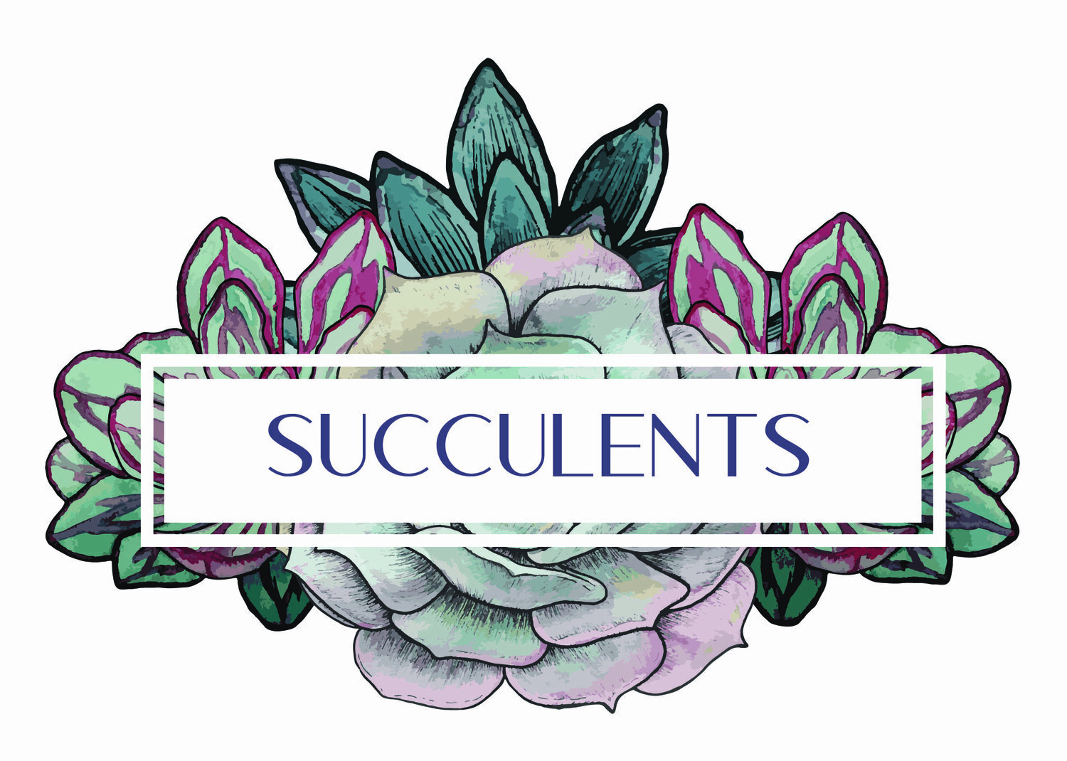 Succulent Illustration Set