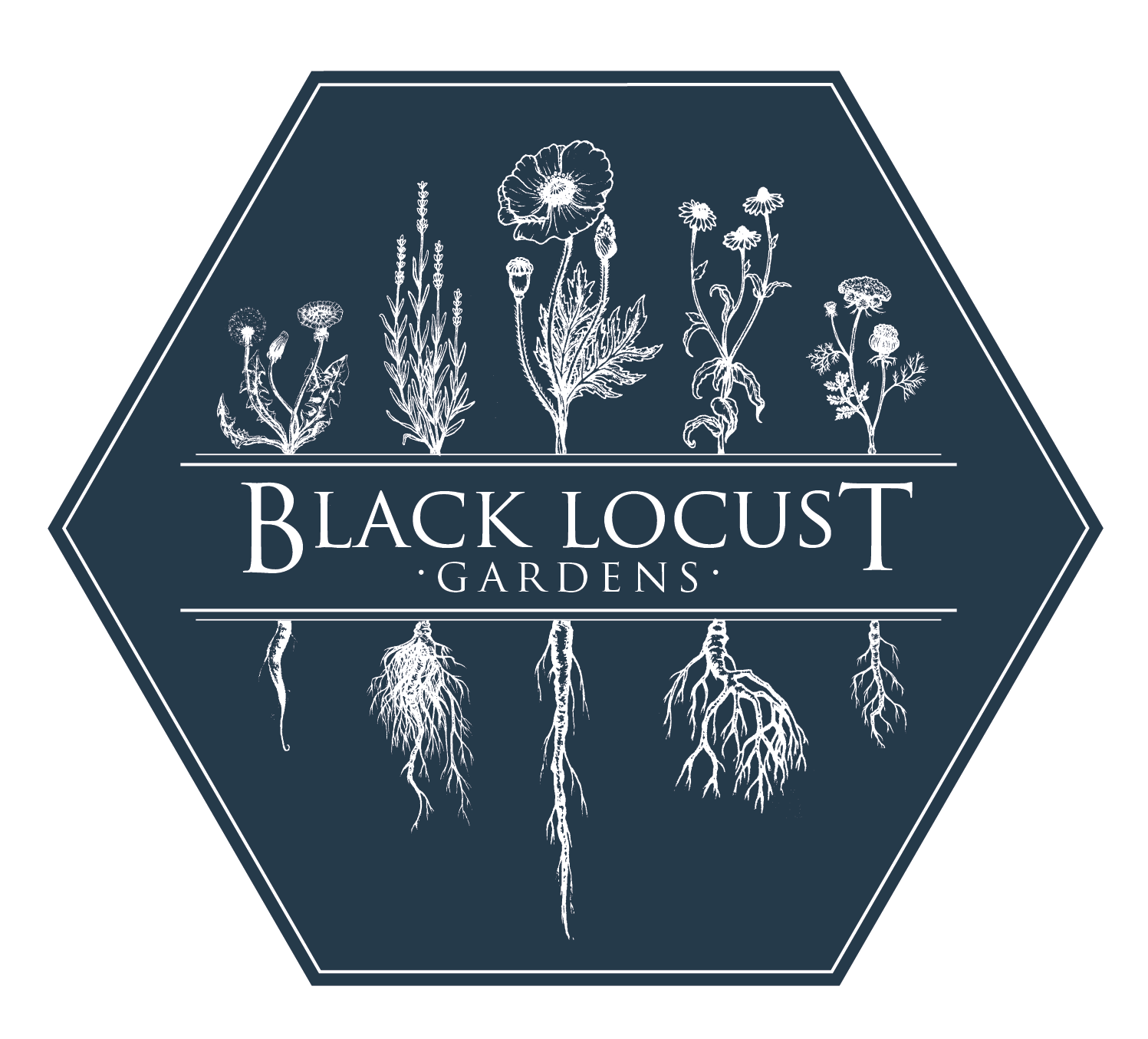 Black Locust Gardens Logo botanical illustration herbalism dandelion lavender poppy echinacea queen anne's lace root flower design Oona Goodman Michigan