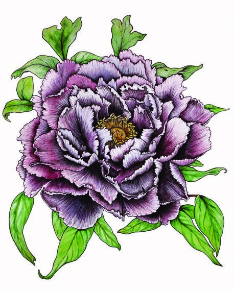 peony flower botanical illustration Michigan leaves petals purple green Oona Goodman