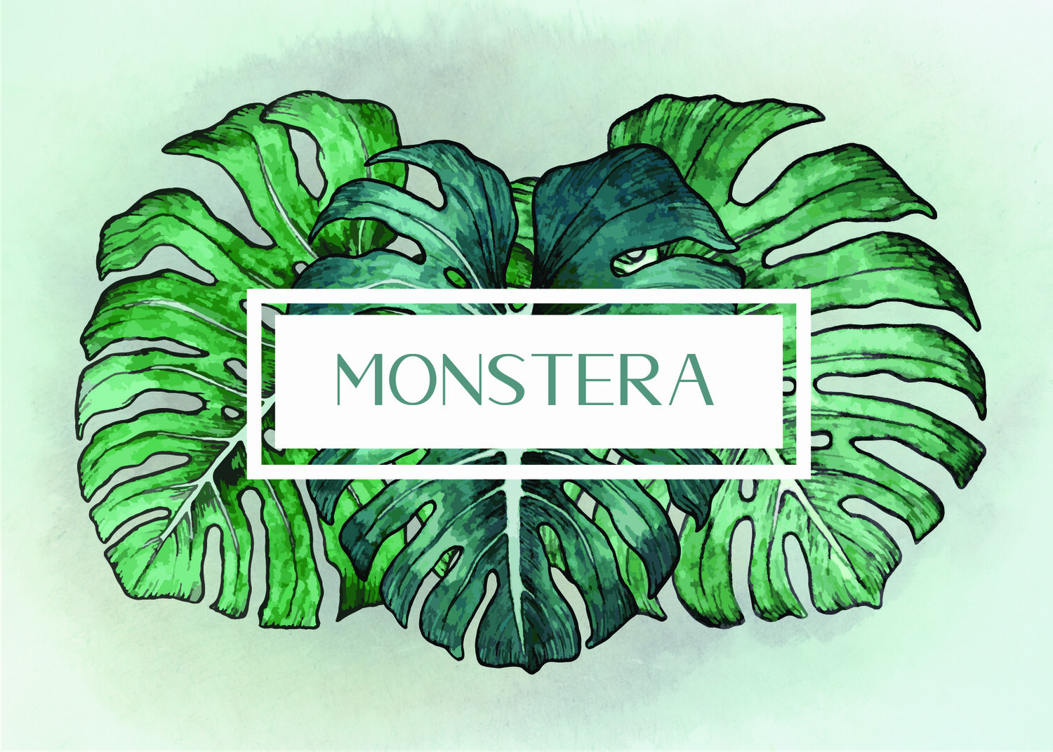 Monstera Illustration Set